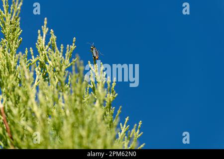 Pest Soldier Beetle (Chauliognathus lugubris) sitzt auf einer Pflanze in Sydney, New South Wales, Australien. Der Pestsoldat Käfer (Familie Cantharida Stockfoto