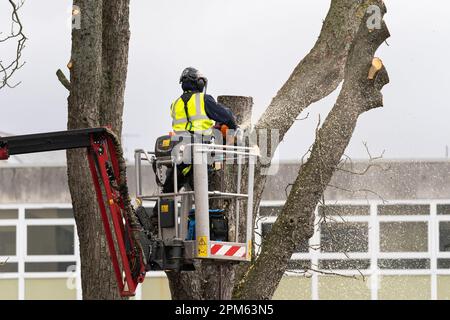 Ein Baumchirurg, der in einem mobilen Aufzug PSA trägt und mit einer Kettensäge einen toten, reifen Baum vom Parkplatz in Kier in Basingstoke, Großbritannien, entfernt Stockfoto