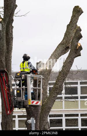 Ein Baumchirurg, der in einem mobilen Aufzug PSA trägt und mit einer Kettensäge einen toten, reifen Baum vom Parkplatz in Kier in Basingstoke, Großbritannien, entfernt Stockfoto