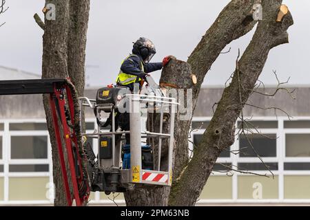 Ein Baumchirurg, der in einem mobilen Aufzug PSA trägt und mit einer Kettensäge einen toten, reifen Baum vom Parkplatz in Kier in Basingstoke, Großbritannien, entfernt Stockfoto