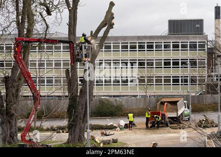 Ein Baumchirurg, der mit einer Kettensäge einen reifen Baum vom Parkplatz in Kier entfernt, während Arbeiter Sägespäne in einen Holzhäcksler legen. Basingstoke, Großbritannien Stockfoto