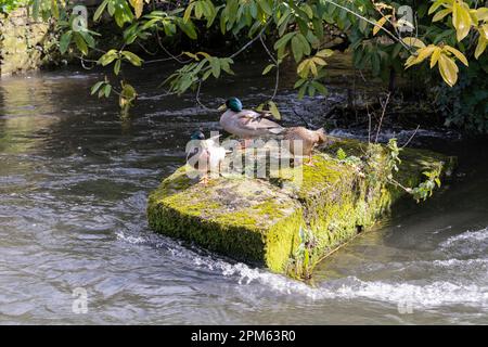 Männliche und weibliche Stockenten (Anas platyrhynchos), die an einem sonnigen Frühlingstag auf einem Stein im Fluss Itchen ruhen. Winchester, Hampshire, England Stockfoto