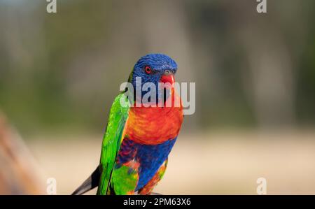 Farbenfroher Regenbogen Lorikeet, Trichoglossus moluccanus, mit leuchtend bunten Federn. Stockfoto