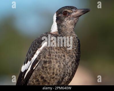 Australische Magpie, Gymnorhina tibicen, Jugendporträt Nahaufnahme mit Federdetails Stockfoto