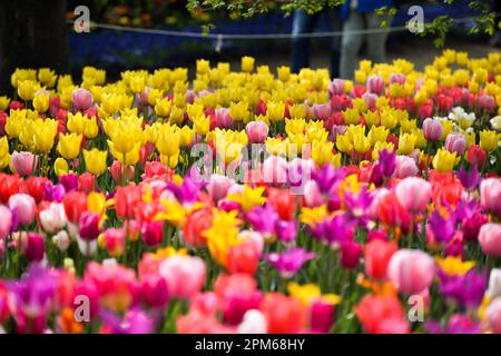 Pralormo, Italien. 11. April 2023. Das Foto wurde am 11. April 2023 aufgenommen und zeigt Tulpen, die im Park der Burg Pralormo in Pralormo, in der Nähe von Turin, Italien, blühen. Mehr als 100.000 Tulpen werden bei einer Tulpenshow, die als Messer Tulipano bekannt ist, im Pralormo Castle Park vom 1. April bis 1. Mai ausgestellt. Kredit: Federico Tardito/Xinhua/Alamy Live News Stockfoto