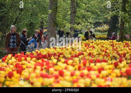 Pralormo, Italien. 11. April 2023. Am 11. April 2023 bestaunen Besucher im Pralormo Castle Park in Pralormo, nahe Turin, Italien, Tulpen. Mehr als 100.000 Tulpen werden bei einer Tulpenshow, die als Messer Tulipano bekannt ist, im Pralormo Castle Park vom 1. April bis 1. Mai ausgestellt. Kredit: Federico Tardito/Xinhua/Alamy Live News Stockfoto