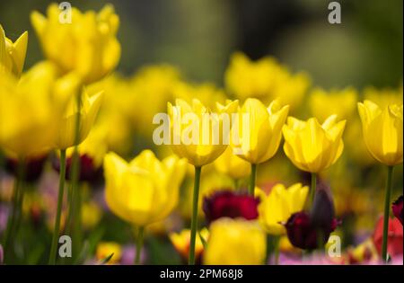 Pralormo, Italien. 11. April 2023. Das Foto wurde am 11. April 2023 aufgenommen und zeigt Tulpen, die im Park der Burg Pralormo in Pralormo, in der Nähe von Turin, Italien, blühen. Mehr als 100.000 Tulpen werden bei einer Tulpenshow, die als Messer Tulipano bekannt ist, im Pralormo Castle Park vom 1. April bis 1. Mai ausgestellt. Kredit: Federico Tardito/Xinhua/Alamy Live News Stockfoto