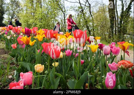 Pralormo, Italien. 11. April 2023. Am 11. April 2023 bestaunen Besucher im Pralormo Castle Park in Pralormo, nahe Turin, Italien, Tulpen. Mehr als 100.000 Tulpen werden bei einer Tulpenshow, die als Messer Tulipano bekannt ist, im Pralormo Castle Park vom 1. April bis 1. Mai ausgestellt. Kredit: Federico Tardito/Xinhua/Alamy Live News Stockfoto