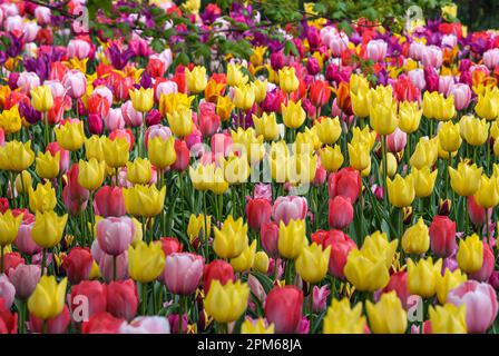 Pralormo, Italien. 11. April 2023. Das Foto wurde am 11. April 2023 aufgenommen und zeigt Tulpen, die im Park der Burg Pralormo in Pralormo, in der Nähe von Turin, Italien, blühen. Mehr als 100.000 Tulpen werden bei einer Tulpenshow, die als Messer Tulipano bekannt ist, im Pralormo Castle Park vom 1. April bis 1. Mai ausgestellt. Kredit: Federico Tardito/Xinhua/Alamy Live News Stockfoto