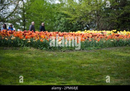 Pralormo, Italien. 11. April 2023. Am 11. April 2023 bestaunen Besucher im Pralormo Castle Park in Pralormo, nahe Turin, Italien, Tulpen. Mehr als 100.000 Tulpen werden bei einer Tulpenshow, die als Messer Tulipano bekannt ist, im Pralormo Castle Park vom 1. April bis 1. Mai ausgestellt. Kredit: Federico Tardito/Xinhua/Alamy Live News Stockfoto