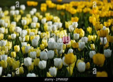 Pralormo, Italien. 11. April 2023. Das Foto wurde am 11. April 2023 aufgenommen und zeigt Tulpen, die im Park der Burg Pralormo in Pralormo, in der Nähe von Turin, Italien, blühen. Mehr als 100.000 Tulpen werden bei einer Tulpenshow, die als Messer Tulipano bekannt ist, im Pralormo Castle Park vom 1. April bis 1. Mai ausgestellt. Kredit: Federico Tardito/Xinhua/Alamy Live News Stockfoto