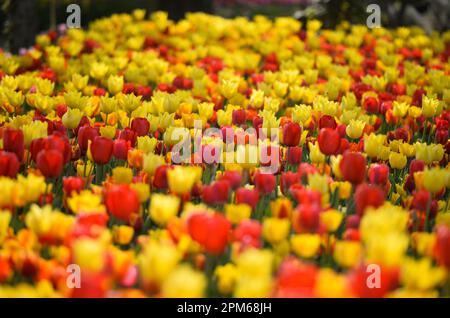 Pralormo, Italien. 11. April 2023. Das Foto wurde am 11. April 2023 aufgenommen und zeigt Tulpen, die im Park der Burg Pralormo in Pralormo, in der Nähe von Turin, Italien, blühen. Mehr als 100.000 Tulpen werden bei einer Tulpenshow, die als Messer Tulipano bekannt ist, im Pralormo Castle Park vom 1. April bis 1. Mai ausgestellt. Kredit: Federico Tardito/Xinhua/Alamy Live News Stockfoto