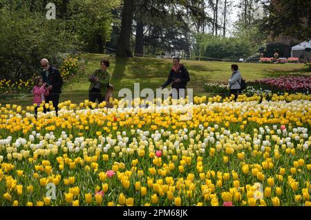 Pralormo, Italien. 11. April 2023. Am 11. April 2023 bestaunen Besucher im Pralormo Castle Park in Pralormo, nahe Turin, Italien, Tulpen. Mehr als 100.000 Tulpen werden bei einer Tulpenshow, die als Messer Tulipano bekannt ist, im Pralormo Castle Park vom 1. April bis 1. Mai ausgestellt. Kredit: Federico Tardito/Xinhua/Alamy Live News Stockfoto