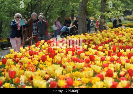 Pralormo, Italien. 11. April 2023. Am 11. April 2023 bestaunen Besucher im Pralormo Castle Park in Pralormo, nahe Turin, Italien, Tulpen. Mehr als 100.000 Tulpen werden bei einer Tulpenshow, die als Messer Tulipano bekannt ist, im Pralormo Castle Park vom 1. April bis 1. Mai ausgestellt. Kredit: Federico Tardito/Xinhua/Alamy Live News Stockfoto