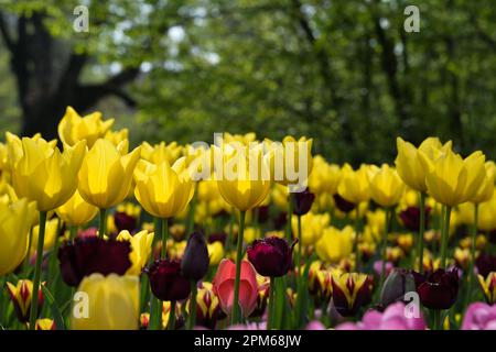 Pralormo, Italien. 11. April 2023. Das Foto wurde am 11. April 2023 aufgenommen und zeigt Tulpen, die im Park der Burg Pralormo in Pralormo, in der Nähe von Turin, Italien, blühen. Mehr als 100.000 Tulpen werden bei einer Tulpenshow, die als Messer Tulipano bekannt ist, im Pralormo Castle Park vom 1. April bis 1. Mai ausgestellt. Kredit: Federico Tardito/Xinhua/Alamy Live News Stockfoto