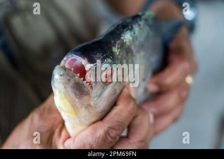 Redeye Piranha (Serrasalmus rhombeus) mit messerscharfen Zähnen Stockfoto