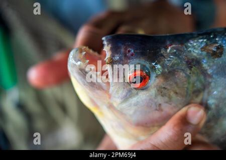 Redeye Piranha (Serrasalmus rhombeus) mit messerscharfen Zähnen Stockfoto