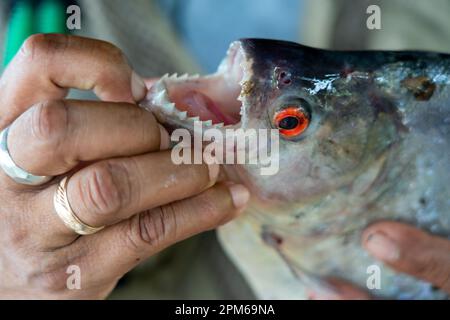 Redeye Piranha (Serrasalmus rhombeus) mit messerscharfen Zähnen Stockfoto