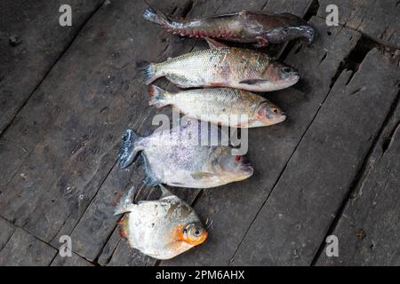 Morgendlicher Fischfang vom Amazonas in Peru Stockfoto