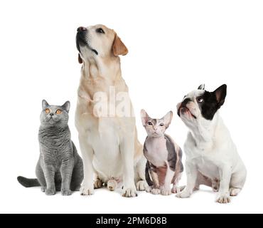 Süße Hunde und Katzen auf weißem Hintergrund Stockfoto