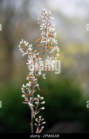 Sternförmige weiße Blüten eines Amelanchier Lamarckii, auch Juneberry, Teeberry oder Schattenbusch genannt Stockfoto