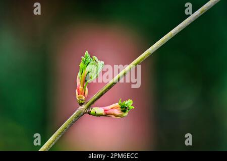 Ribes sanguineum entfaltende Knospen einer Blutcurrantin in einem Park vor verschwommenem Hintergrund Stockfoto