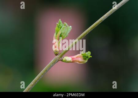 Ribes sanguineum entfaltende Knospen einer Blutcurrantin in einem Park vor verschwommenem Hintergrund Stockfoto