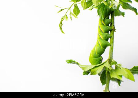 Grüne, klumpige Raupe, isoliert auf weißem Hintergrund. Tomaten-Hornwurm-Raupe isoliert mit einigen grünen Blättern. Caterpillar isst Wirtspflanze. Stockfoto