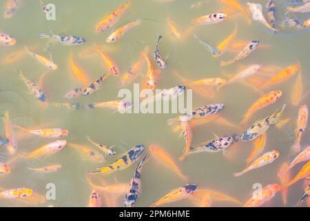 Blick von oben auf Niltilapia-Fische auf dem Bauernhof, die zur Fütterungszeit im Aquakulturteich auf Essen warten. Süßwasserfische im Aquakulturteich. Süßwasserfische warten Stockfoto