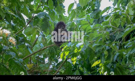 Weitwinkel eines Klammeraffenbabys in einem Baum, der corcovado in die Kamera sieht Stockfoto