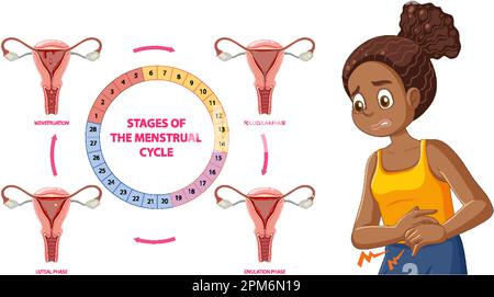 Stadien des Menstruationszykluskonzepts Stock Vektor