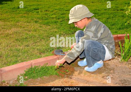 Ein Junge, der Unkraut in einem Garten zieht Stockfoto