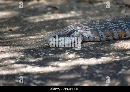 Kleine süße blaue Zunge Eidechse. Stockfoto