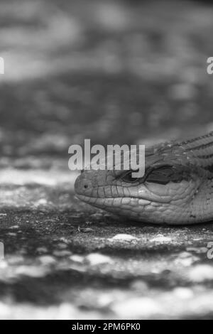Kleine süße blaue Zunge Eidechse. Stockfoto