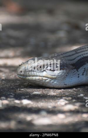 Kleine süße blaue Zunge Eidechse. Stockfoto
