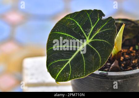 Alocasia reginula Schwarzer Samt im Topf Stockfoto