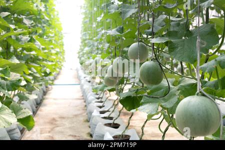 Junge Sprossen japanischer Melonen oder grüner Melonen oder Melonenpflanzen aus Cantaloupe, die in einem ökologisch erzeugten Gewächshausbetrieb wachsen. Stockfoto