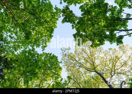 Baumwipfel mit gelben grünen Blättern am blauen Himmel. Eiche Quercus sp. Und Ahornbäume Acer sp. Mit Kopierraum, neuem Wachstum und Natur-Hintergrund. Stockfoto