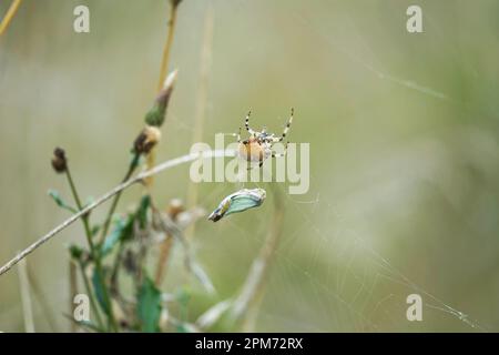 Die Spinne fängt und wickelt den Grashalter ins Netz, springt und wickelt Spinne fängt Grashüpfer im Netz und wickelt ihn ein. Stockfoto