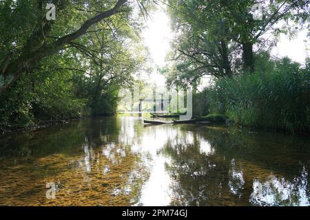 Fluss, Fluss Vils in Bayern Deutschland sonnig Tag Sonne wunderschöner Flussufer, Bäume. Der Fluss Vils in Bayern an einen sonnigen Tag. Stockfoto