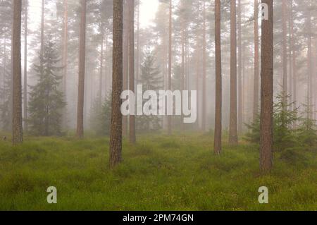 Nebeliger Morgen in einem Nadelwald Stockfoto
