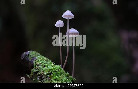 Makro-Nahaufnahme von Mycena Austrofilopes Pilze in Hobart, Tasmanien, Australien Stockfoto