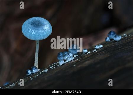 Makro-Nahaufnahme von Mycena interrupta fungi in Hobart, Tasmanien, Australien Stockfoto