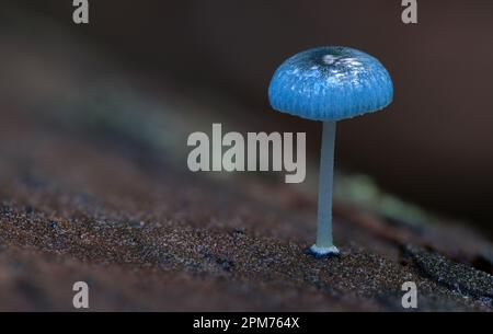 Makro-Nahaufnahme von Mycena interrupta fungi in Hobart, Tasmanien, Australien Stockfoto