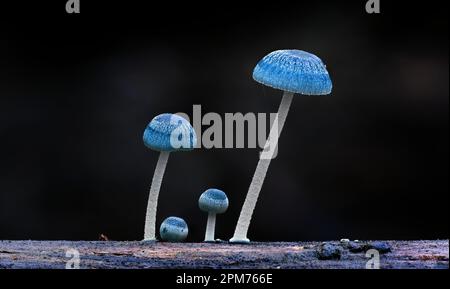 Makro-Nahaufnahme von Mycena interrupta fungi in Hobart, Tasmanien, Australien Stockfoto