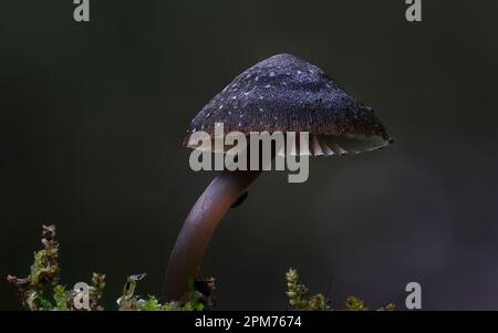 Makro-Nahaufnahme des Pilzes Mycena nargan in Hobart, Tasmanien, Australien Stockfoto