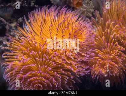 Nahaufnahme eines orangefarbenen Feather-Duster-Wurms oder Riesenfanworms (Sabellastarte longa) mit lila Spitzen, die sich unter Wasser am Riff ernähren Stockfoto