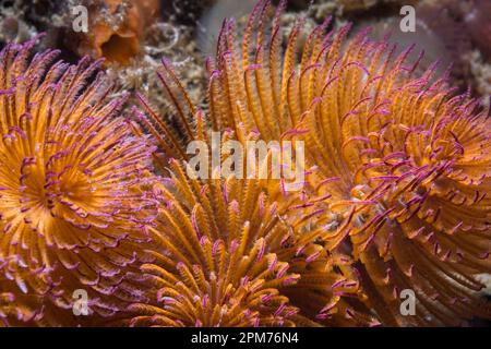 Nahaufnahme eines orangefarbenen Feather-Duster-Wurms oder Riesenfanworms (Sabellastarte longa) mit lila Spitzen, die sich unter Wasser am Riff ernähren Stockfoto