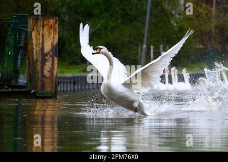 Hamburg, Deutschland. 11. April 2023. Die Alster-Schwäne starten auf dem Mühlenteich Eppendorf in Richtung der Außenalster. Nach mehreren Monaten in ihren Winterquartieren, die wegen der Vogelgrippe bedeckt waren, wurden die ersten Hamburger Alsterschwänen am Dienstag mittags wieder in die Gewässer der Hansestadt entlassen. Kredit: Jonas Walzberg/dpa/Alamy Live News Stockfoto