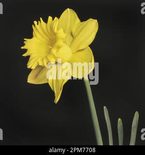 Nahaufnahme einer dunkelgelben Narzissen-trompetenförmigen Blume auf schwarzem Hintergrund mit den Spitzen der Blätter Stockfoto